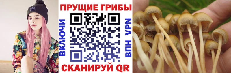 Галлюциногенные грибы прущие грибы  как найти   Алексеевка 